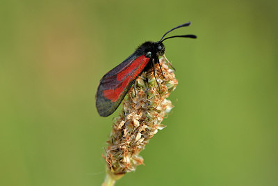 BUITEN BEELD Foto: 298170