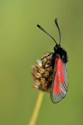 BUITEN BEELD Foto: 298172