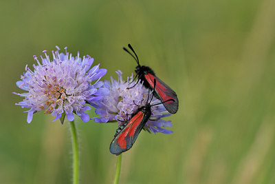 BUITEN BEELD Foto: 298174