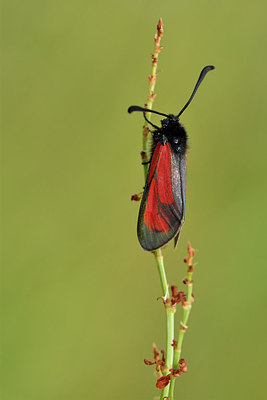 BUITEN BEELD Foto: 298178