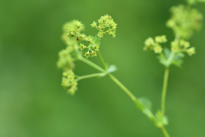 BUITEN BEELD Foto: 298181