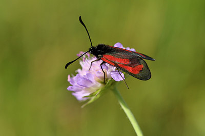 BUITEN BEELD Foto: 298182