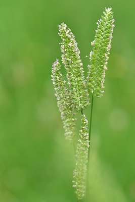 BUITEN BEELD Foto: 298185
