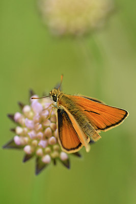 BUITEN BEELD Foto: 298188