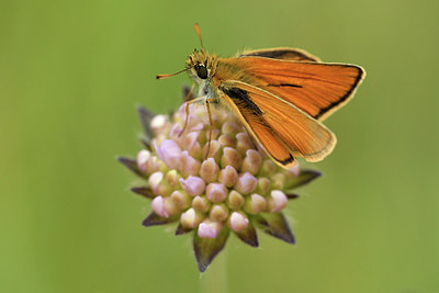 BUITEN BEELD Foto: 298190