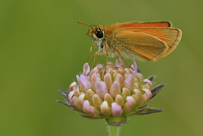 BUITEN BEELD Foto: 298192