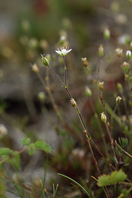 BUITEN BEELD Foto: 298198
