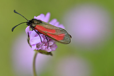 BUITEN BEELD Foto: 298199