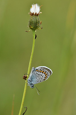 BUITEN BEELD Foto: 298203