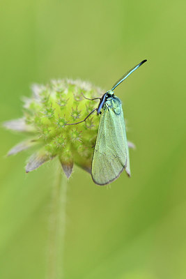 BUITEN BEELD Foto: 298207