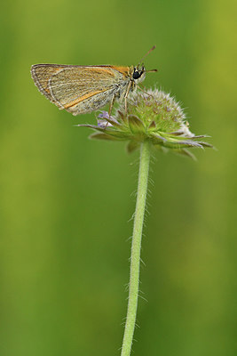 BUITEN BEELD Foto: 298211