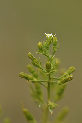 BUITEN BEELD Foto: 298216