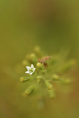 BUITEN BEELD Foto: 298218