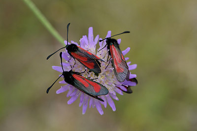 BUITEN BEELD Foto: 298237