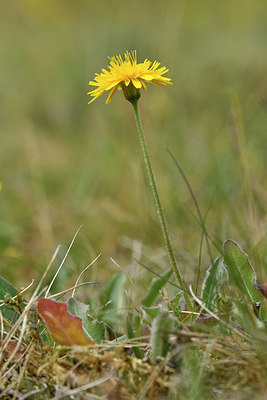 BUITEN BEELD Foto: 298242