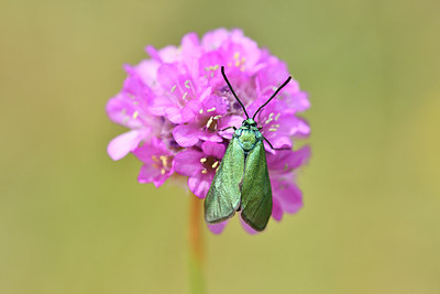 BUITEN BEELD Foto: 298249