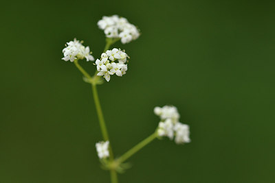 BUITEN BEELD Foto: 298250