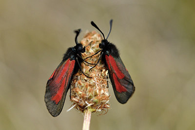 BUITEN BEELD Foto: 298251