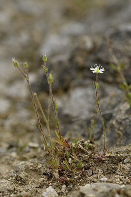 BUITEN BEELD Foto: 298252