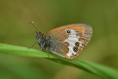 BUITEN BEELD Foto: 298255