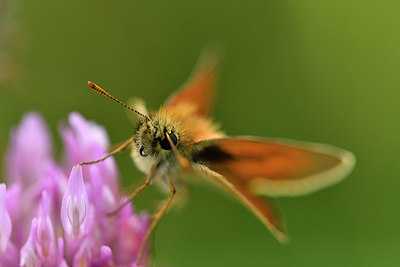 BUITEN BEELD Foto: 298261