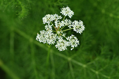 BUITEN BEELD Foto: 298272