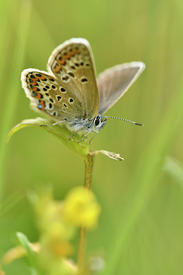 BUITEN BEELD Foto: 298275