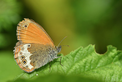 BUITEN BEELD Foto: 298277