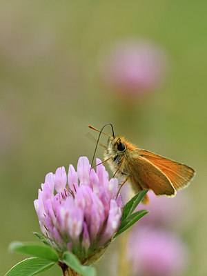 BUITEN BEELD Foto: 298279