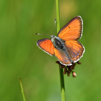 BUITEN BEELD Foto: 298286