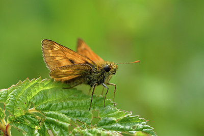 BUITEN BEELD Foto: 298292