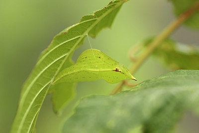 BUITEN BEELD Foto: 298327