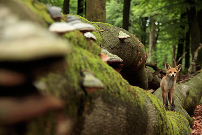 BUITEN BEELD Foto: 298330
