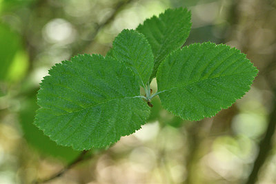 BUITEN BEELD Foto: 298361