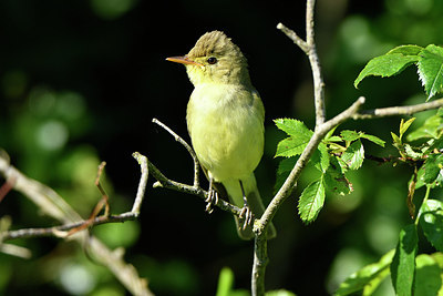 BUITEN BEELD Foto: 298387