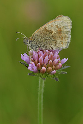 BUITEN BEELD Foto: 298399