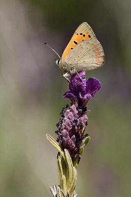 BUITEN BEELD Foto: 298433