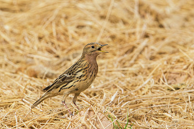 BUITEN BEELD Foto: 298498