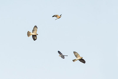 BUITEN BEELD Foto: 298501