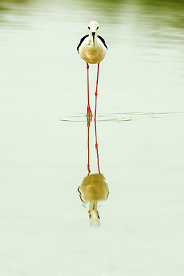 BUITEN BEELD Foto: 298514
