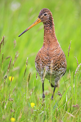 BUITEN BEELD Foto: 298519