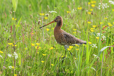 BUITEN BEELD Foto: 298528