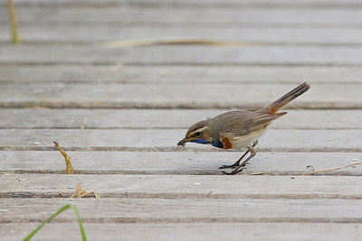 BUITEN BEELD Foto: 298542