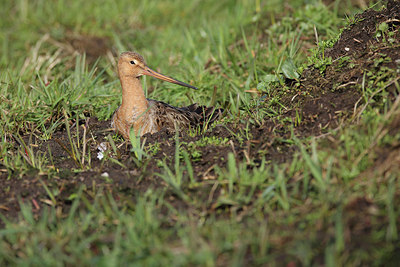 BUITEN BEELD Foto: 298553