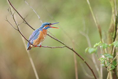 BUITEN BEELD Foto: 298562