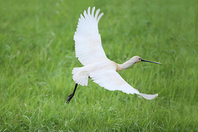 BUITEN BEELD Foto: 298571