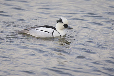 BUITEN BEELD Foto: 298574