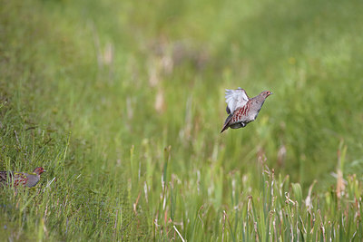 BUITEN BEELD Foto: 298579