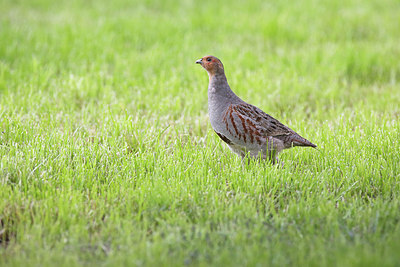 BUITEN BEELD Foto: 298580