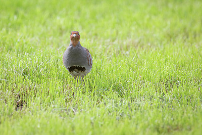 BUITEN BEELD Foto: 298581